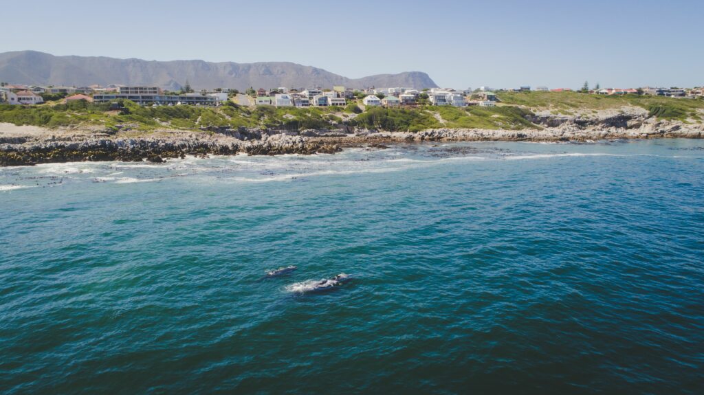 Day Trips for Sharks & Whales